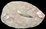 Fossil Plesiosaur (Zarafasaura) Tooth In Rock #56407-1